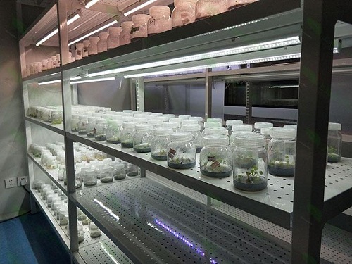 四川植物组织培养实验室设计建设方案